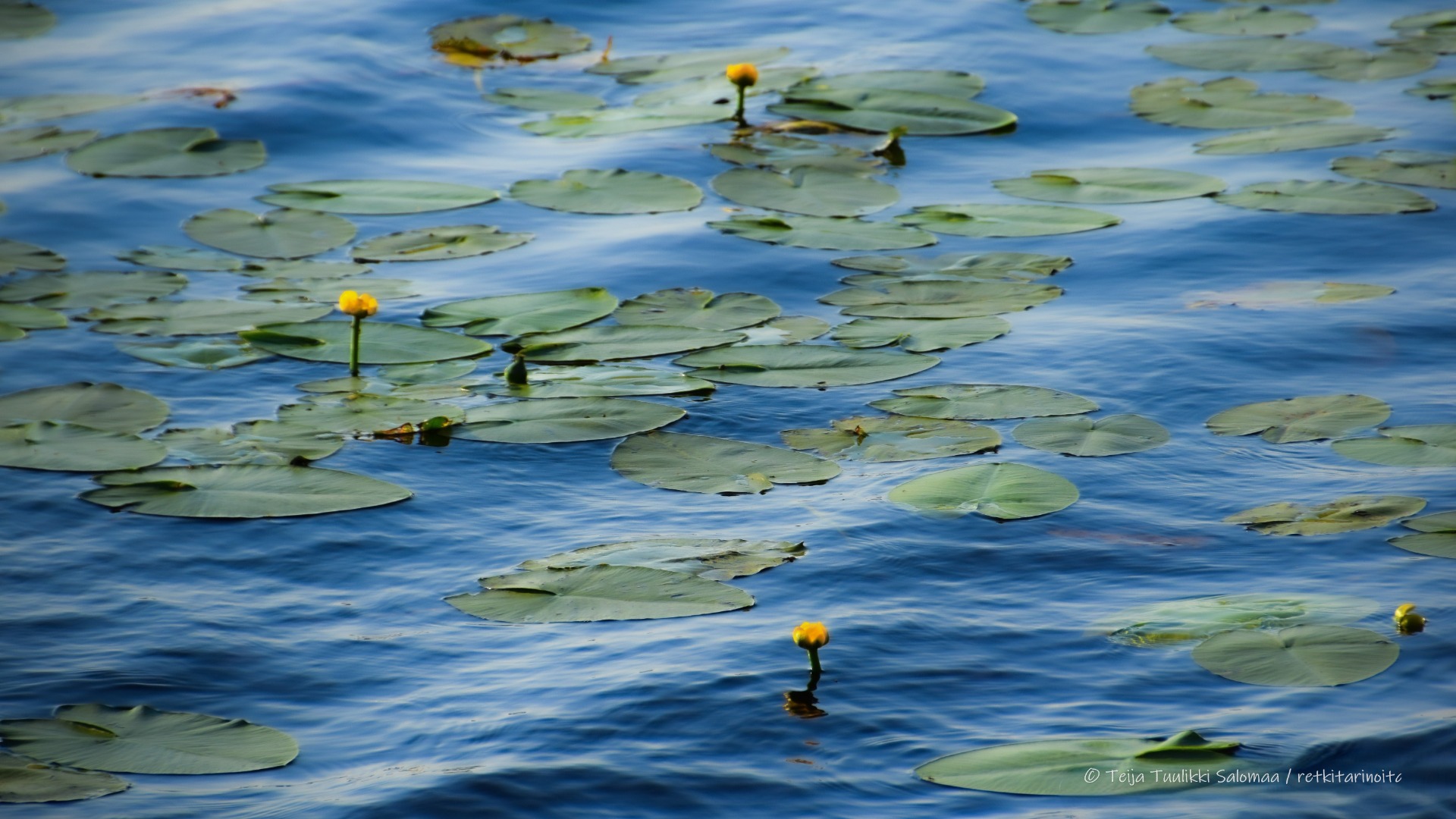 Lumpeet, Savojärvi, Kurjenrahkan kansallispuisto